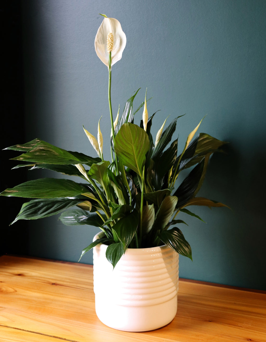 8" Peace Lily Plant