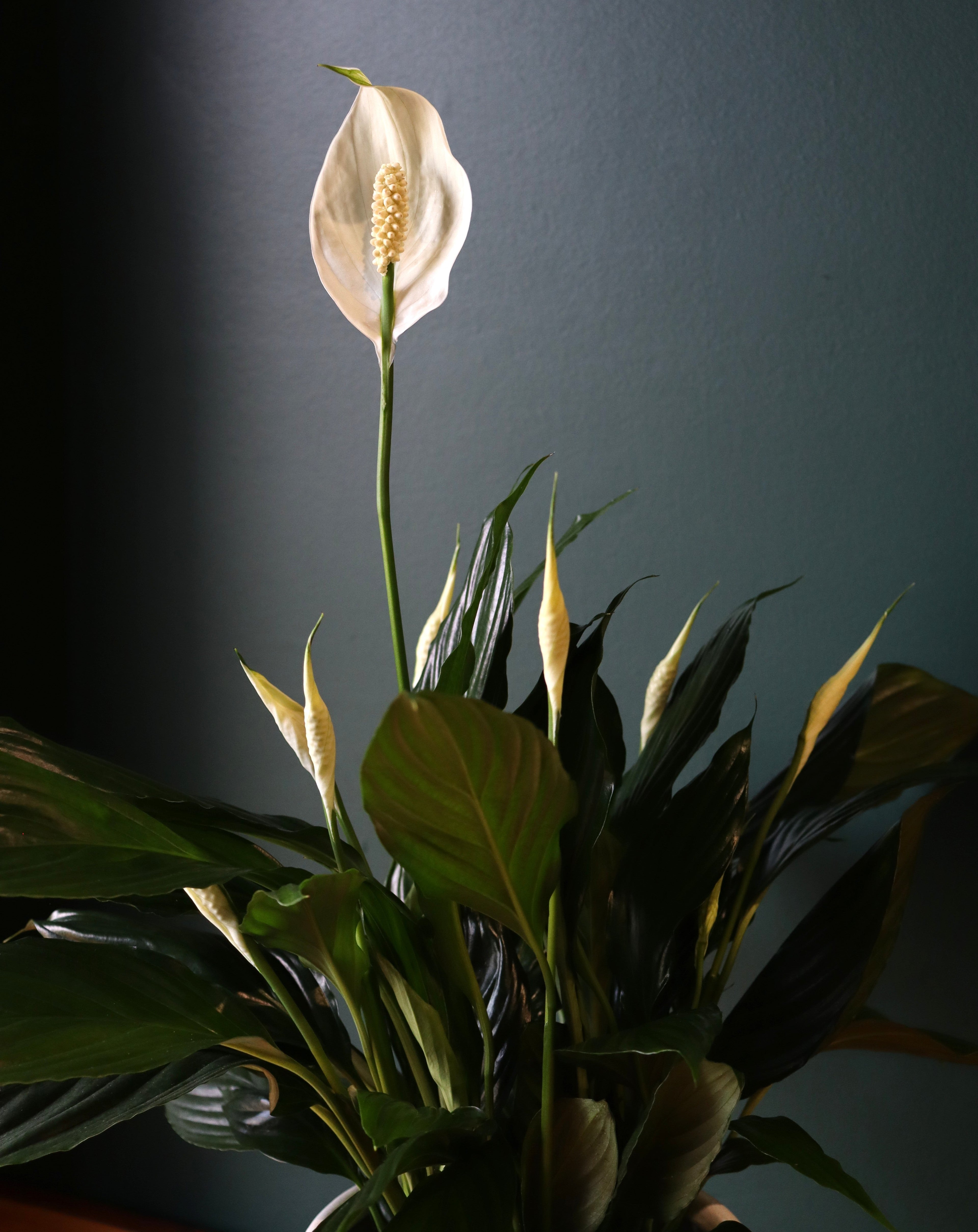 8" Peace Lily Plant